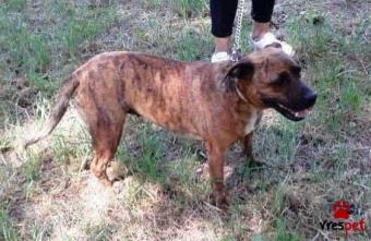 Ράτσα: Πίτ μπούλ - pitbull | Ηλικία: 2 ετών | Φύλο: Θηλυκό | Αρ. Microchip: 901213415678123 | Περιοχή: Χαϊδάρι, Αττική