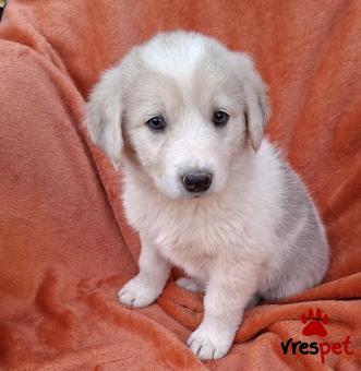 Ράτσα: Άγνωστο - Ημίαιμο | Ηλικία: 2 μηνών | Φύλο: Θηλυκό | Αρ. Microchip: 0 | Ημίαιμο | Περιοχή: Γλυφάδα, Αττική