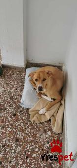 Ράτσα: Κοκόνι - Kokoni | Ηλικία: 3 ετών | Φύλο: Αρσενικό | Αρ. Microchip: - | Ημίαιμο | Περιοχή: Θεσσαλονίκη, Θεσσαλονίκη