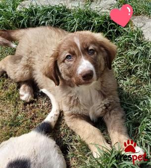 Ράτσα: Ελληνικός Ποιμενικός - Greek Shepherd | Ηλικία: 3 μηνών | Φύλο: Αρσενικό | Αρ. Microchip: 900000000000000 | Ημίαιμο | Περιοχή: Πεύκη, Αττική