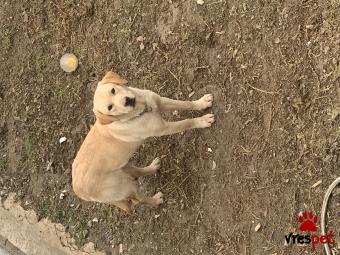 Ράτσα: Λαμπραντόρ - Labrador | Ηλικία: 1 έτους | Φύλο: Αρσενικό | Αρ. Microchip: 945000002401262 | Περιοχή: Ραφήνα Πικέρμι, Αττική