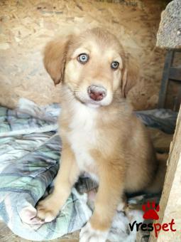 Ράτσα: Άγνωστο - Ημίαιμο | Ηλικία: 3 μηνών | Φύλο: Αρσενικό | Αρ. Microchip: 0 | Ημίαιμο | Περιοχή: Γλυφάδα, Αττική