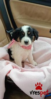 Ράτσα: Σέττερ Γκόρντον - Setter Gordon | Ηλικία: 2,5 μηνών | Φύλο: Θηλυκό | Αρ. Microchip: 1289675432222 | Περιοχή: Μινώα Πεδιάδα, Κρήτη