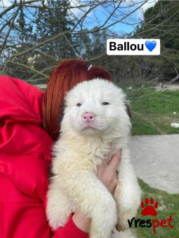 Ράτσα: Άγνωστο - Ημίαιμο | Ηλικία: 2,5 μηνών | Φύλο: Αρσενικό | Αρ. Microchip: 00000000000000 | Περιοχή: Θερμαϊκός, Θεσσαλονίκη