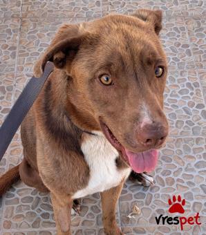 Ράτσα: Πίτ μπούλ - pitbull | Ηλικία: 1 έτους | Φύλο: Αρσενικό | Αρ. Microchip: 0 | Ημίαιμο | Περιοχή: Γλυφάδα, Αττική