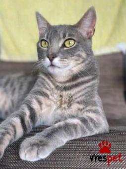 Ράτσα: Άγνωστο - Ημίαιμο | Ηλικία: 1 έτους | Φύλο: Αρσενικό | Αρ. Microchip: - | Περιοχή: Κιλκίς, Μακεδονία