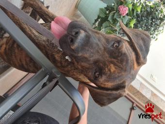 Ράτσα: Κανέ Κόρσο - Cane Corso | Ηλικία: 7 μηνών | Φύλο: Θηλυκό | Αρ. Microchip: 990000008535999 | Περιοχή: Χίος, Βόρειο Αιγαίο