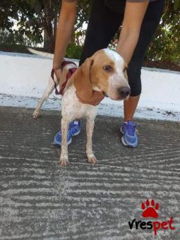 Ράτσα: Μπίγκλ - Beagle | Ηλικία: 8 μηνών | Φύλο: Θηλυκό | Αρ. Microchip: 900000109975642 | Περιοχή: Χαϊδάρι, Αττική