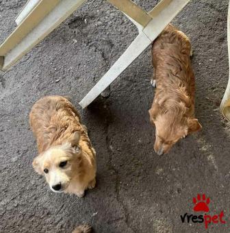 Ράτσα: Κοκόνι - Kokoni | Ηλικία: 3 μηνών | Φύλο: Θηλυκό | Αρ. Microchip: - | Ημίαιμο | Περιοχή: Θεσσαλονίκη, Θεσσαλονίκη