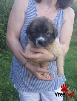 Ράτσα: Ελληνικός Ποιμενικός - Greek Shepherd | Ηλικία: 2,5 μηνών | Φύλο: Αρσενικό | Αρ. Microchip: - | Ημίαιμο | Περιοχή: Θεσσαλονίκη, Θεσσαλονίκη