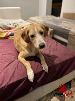 Ράτσα: Άγνωστο - Ημίαιμο | Ηλικία: 8 μηνών | Φύλο: Αρσενικό | Αρ. Microchip: 0000000000 | Περιοχή: Ζωγράφου, Αττική