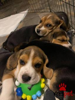 Ράτσα: Μπίγκλ - Beagle | Ηλικία: 2,5 μηνών | Φύλο: Θηλυκό | Αρ. Microchip: 985113009734722 | Ιδιώτης | Εκπαιδευμένο | Pedigree | Περιοχή: Αθήνα, Αττική