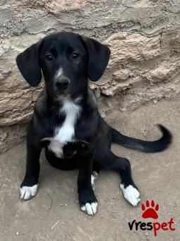 Ράτσα: Άγνωστο - Ημίαιμο | Ηλικία: 3 μηνών | Φύλο: Θηλυκό | Αρ. Microchip: - | Περιοχή: Νέα Σμύρνη, Αττική