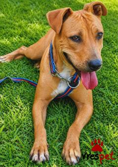 Ράτσα: Πίτ μπούλ - pitbull | Ηλικία: 5+ | Φύλο: Θηλυκό | Αρ. Microchip: 0 | Περιοχή: Γλυφάδα, Αττική