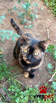 Ράτσα: Άγνωστο - Ημίαιμο | Ηλικία: 8 μηνών | Φύλο: Θηλυκό | Αρ. Microchip: 00000 | Περιοχή: Πυλαία-Χορτιάτης, Θεσσαλονίκη