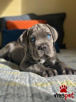 Ράτσα: Κανέ Κόρσο - Cane Corso | Ηλικία: 3 μηνών | Φύλο: Αρσενικό | Αρ. Microchip: 985116509734721 | Ιδιώτης | Εκπαιδευμένο | Pedigree | Περιοχή: Αθήνα, Αττική