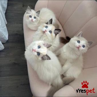 Ράτσα: Ράγκντολ | Ηλικία: 3 μηνών | Φύλο: Αρσενικό | Αρ. Microchip: 978161082345678 | Ιδιώτης | Pedigree | Περιοχή: Αθήνα, Αττική