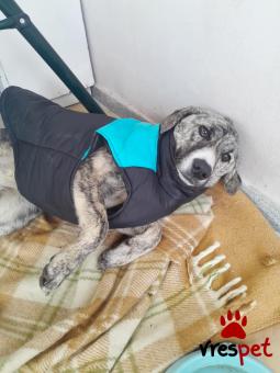 Ράτσα: Άγνωστο - Ημίαιμο | Ηλικία: 7 μηνών | Φύλο: Θηλυκό | Αρ. Microchip: 000000000000000000000 | Ημίαιμο | Περιοχή: Χαϊδάρι, Αττική