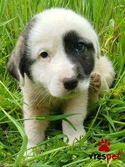 Ράτσα: Άγνωστο - Ημίαιμο | Ηλικία: 2 μηνών | Φύλο: Αρσενικό | Αρ. Microchip: - | Περιοχή: Κιλκίς, Μακεδονία