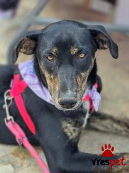 Ράτσα: Άγνωστο - Ημίαιμο | Ηλικία: 7 μηνών | Φύλο: Θηλυκό | Αρ. Microchip: 0 | Ημίαιμο | Περιοχή: Γλυφάδα, Αττική