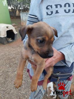 Ράτσα: Άλλη Ράτσα | Ηλικία: 3 μηνών | Φύλο: Θηλυκό | Αρ. Microchip: 9694500023215874562 | Ημίαιμο | Περιοχή: Σαρωνικός, Αττική