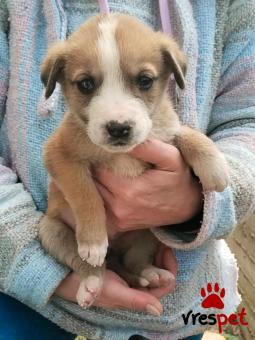 Ράτσα: Άγνωστο - Ημίαιμο | Ηλικία: 2 μηνών | Φύλο: Θηλυκό | Αρ. Microchip: - | Περιοχή: Κιλκίς, Μακεδονία