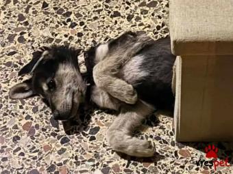 Ράτσα: Άγνωστο - Ημίαιμο | Ηλικία: 3 μηνών | Φύλο: Αρσενικό | Αρ. Microchip: - | Περιοχή: Κιλκίς, Μακεδονία