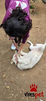 Ράτσα: Άγνωστο - Ημίαιμο | Ηλικία: 5+ | Φύλο: Θηλυκό | Αρ. Microchip: . | Περιοχή: Νέα Σμύρνη, Αττική