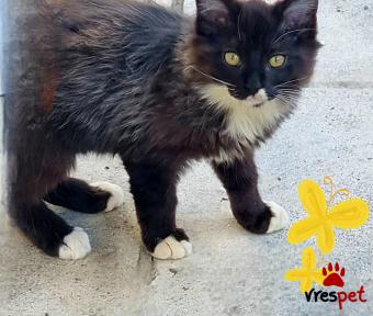 Ράτσα: Γάτα του Αιγαίου | Ηλικία: 3 μηνών | Φύλο: Αρσενικό | Αρ. Microchip: 00000000000 | Ιδιώτης | Περιοχή: Θεσσαλονίκη, Θεσσαλονίκη