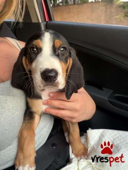 Ράτσα: Μπίγκλ - Beagle | Ηλικία: 3 μηνών | Φύλο: Αρσενικό | Αρ. Microchip: 901001000032123 | Ιδιώτης | Ημίαιμο | Περιοχή: Αττική