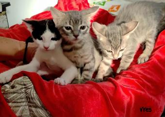 Ράτσα: Άγνωστο - Ημίαιμο | Ηλικία: 2 μηνών | Φύλο: Θηλυκό | Αρ. Microchip: 0 | Ιδιώτης | Ημίαιμο | Περιοχή: Αθήνα, Αττική