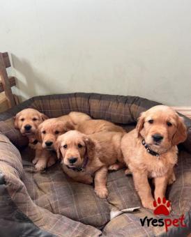Ράτσα: Γκόλντεν Ριτρίβερ - Golden Retriever | Ηλικία: 3 μηνών | Φύλο: Αρσενικό | Αρ. Microchip: 9737854699226 | Ιδιώτης | Εκπαιδευμένο | Pedigree | Περιοχή: Αττική