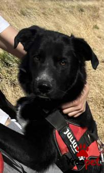 Ράτσα: Βελγικός Ποιμενικός - Belgian Sheepdog | Ηλικία: 1 έτους | Φύλο: Αρσενικό | Αρ. Microchip: 9620125200032369 | Ημίαιμο | Περιοχή: Σαρωνικός, Αττική