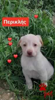 Ράτσα: Λαμπραντόρ - Labrador | Ηλικία: 2 μηνών | Φύλο: Αρσενικό | Αρ. Microchip: 990000014587458 | Ημίαιμο | Περιοχή: Λαυρεωτική, Αττική