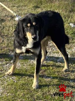 Ράτσα: Άγνωστο - Ημίαιμο | Ηλικία: 2 ετών | Φύλο: Αρσενικό | Αρ. Microchip: 0000000 | Περιοχή: Κορδελιό Εύοσμος, Θεσσαλονίκη