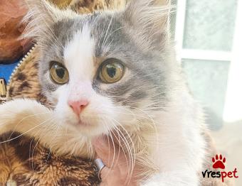 Ράτσα: Περσική | Ηλικία: 3 μηνών | Φύλο: Αρσενικό | Αρ. Microchip: 000000000000 | Ιδιώτης | Περιοχή: Θεσσαλονίκη, Θεσσαλονίκη