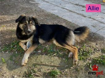 Ράτσα: Άγνωστο - Ημίαιμο | Ηλικία: 1 έτους | Φύλο: Θηλυκό | Αρ. Microchip: 0000000000000 | Περιοχή: Θερμαϊκός, Θεσσαλονίκη