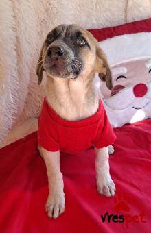 Ράτσα: Άγνωστο - Ημίαιμο | Ηλικία: 2,5 μηνών | Φύλο: Θηλυκό | Αρ. Microchip: 0 | Ημίαιμο | Περιοχή: Γλυφάδα, Αττική