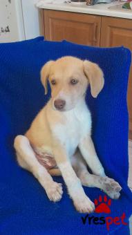 Ράτσα: Λαμπραντόρ - Labrador | Ηλικία: 3 μηνών | Φύλο: Αρσενικό | Αρ. Microchip: 94000063251425 | Ημίαιμο | Περιοχή: Λαυρεωτική, Αττική