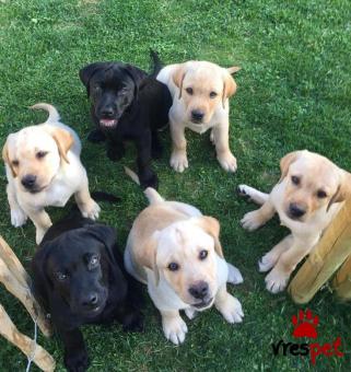 Ράτσα: Λαμπραντόρ - Labrador | Ηλικία: 2 μηνών | Φύλο: Θηλυκό | Αρ. Microchip: 985113009717721 | Ιδιώτης | Εκπαιδευμένο | Pedigree | Περιοχή: Αθήνα, Αττική