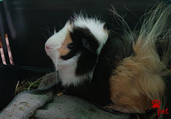 Είδος: - Άλλο - | Περιοχή: Αγιά Παρασκευή, Αττική