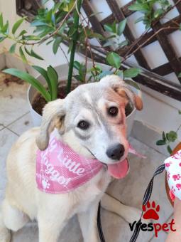 Ράτσα: Λαμπραντόρ - Labrador | Ηλικία: 7 μηνών | Φύλο: Θηλυκό | Αρ. Microchip: 9002378889781 | Ημίαιμο | Περιοχή: Λαυρεωτική, Αττική