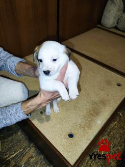 Ράτσα: Κοκόνι - Kokoni | Ηλικία: 2 μηνών | Φύλο: Αρσενικό | Αρ. Microchip: - | Ημίαιμο | Περιοχή: Θεσσαλονίκη, Θεσσαλονίκη