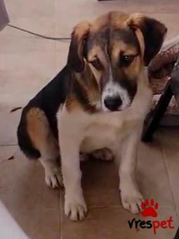 Ράτσα: Άγνωστο - Ημίαιμο | Ηλικία: 7 μηνών | Φύλο: Αρσενικό | Αρ. Microchip: 0000000 | Περιοχή: Κορδελιό Εύοσμος, Θεσσαλονίκη