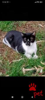 Ράτσα: Άγνωστο - Ημίαιμο | Ηλικία: 3 ετών | Φύλο: Αρσενικό | Αρ. Microchip: 000000000000000000000 | Ημίαιμο | Περιοχή: Χαϊδάρι, Αττική