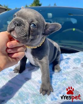Ράτσα: Γαλλικό Μπουλντόγκ - Bulldog | Ηλικία: 2,5 μηνών | Φύλο: Θηλυκό | Αρ. Microchip: 932080930987834 | Ιδιώτης | Εκπαιδευμένο | Pedigree | Περιοχή: Αθήνα, Αττική