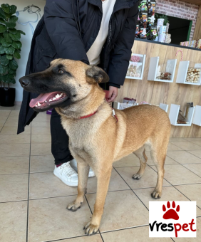 Ράτσα: Βελγικός Ποιμενικός Μαλινουά - Belgian Malinois | Ηλικία: 8 μηνών | Φύλο: Αρσενικό | Αρ. Microchip: Δεν διατίθεται | Περιοχή: Τρίκαλα, Θεσσαλία