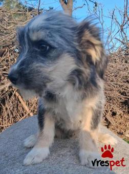 Ράτσα: Άγνωστο - Ημίαιμο | Ηλικία: 3 μηνών | Φύλο: Αρσενικό | Αρ. Microchip: 999999999999999 | Περιοχή: Αττική