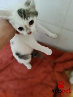 Ράτσα: Άγνωστο - Ημίαιμο | Ηλικία: 2 μηνών | Φύλο: Θηλυκό | Αρ. Microchip: 000000000000000000000 | Ημίαιμο | Περιοχή: Χαϊδάρι, Αττική