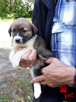 Ράτσα: Γκόλντεν Ριτρίβερ - Golden Retriever | Ηλικία: 2 μηνών | Φύλο: Θηλυκό | Αρ. Microchip: 445789100000225 | Ημίαιμο | Περιοχή: Αγιά, Θεσσαλία